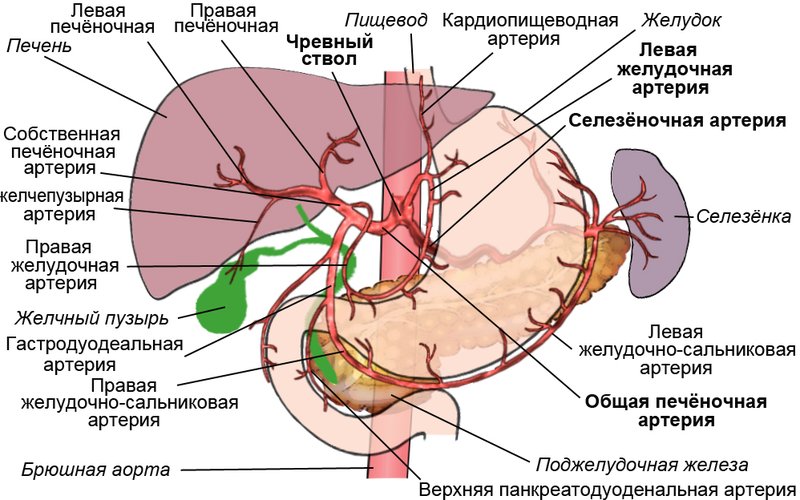 Желудочная кислота растворяет сталь — pH желудка 1-2, как у автомобильного аккумулятора