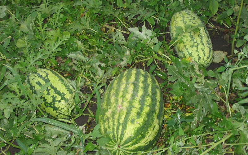 Арбузы светятся при ультрафиолетовом свете из-за содержания в них ликопина.