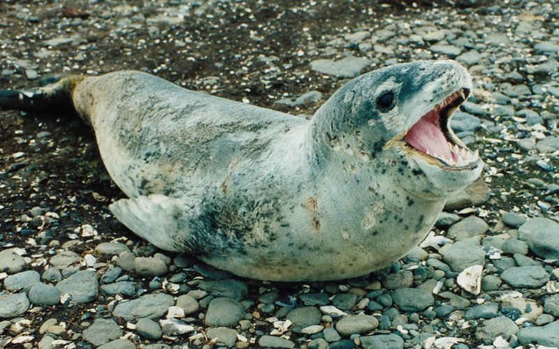 Морской конёк — единственный вид животного, где самец беременеет и рожает потомство.