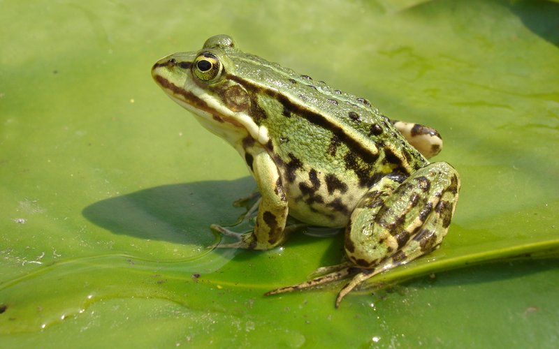 Лягушка Phyllobates terribilis выделяет через кожу 250 микрограммов батрахотоксина — яда, достаточно