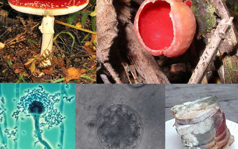 Грибница опёнка Armillaria ostoyae в Орегоне занимает площадь 965 гектаров и весит около 600 тонн, с