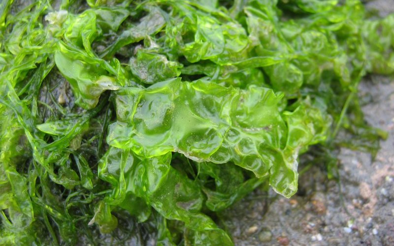Водоросль Sargassum образует острова в Атлантике без корней, но содержит в 600 раз больше йода, чем 