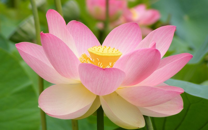 Лотос Nelumbo nucifera выживает в почве с температурой -40°C, пробуждаясь весной благодаря термогене