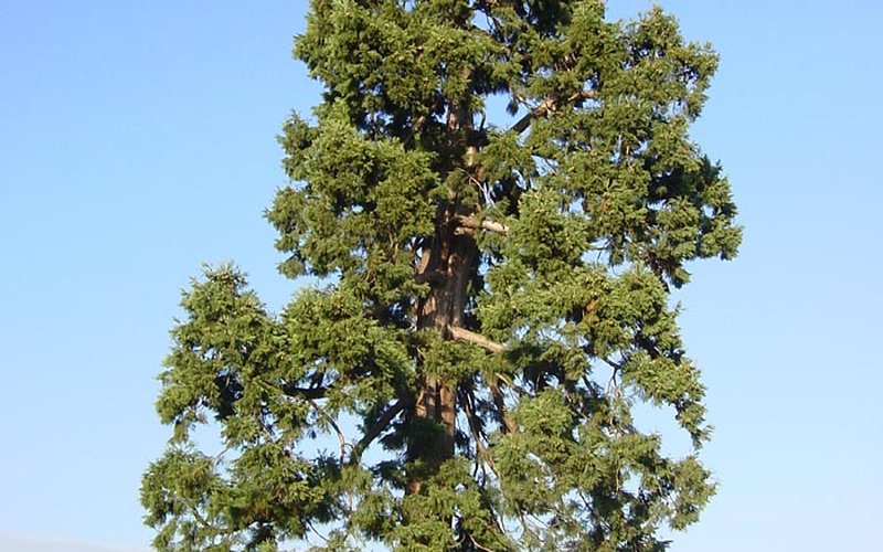 Дерево Pando в Юте — это 40000 стволов с одной корневой системой, весящей 6000 тонн и возрастом 8000