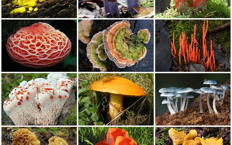 Гриб-паразит Cordyceps унcinatus контролирует мозг муравья, заставляя его подняться на максимальную 