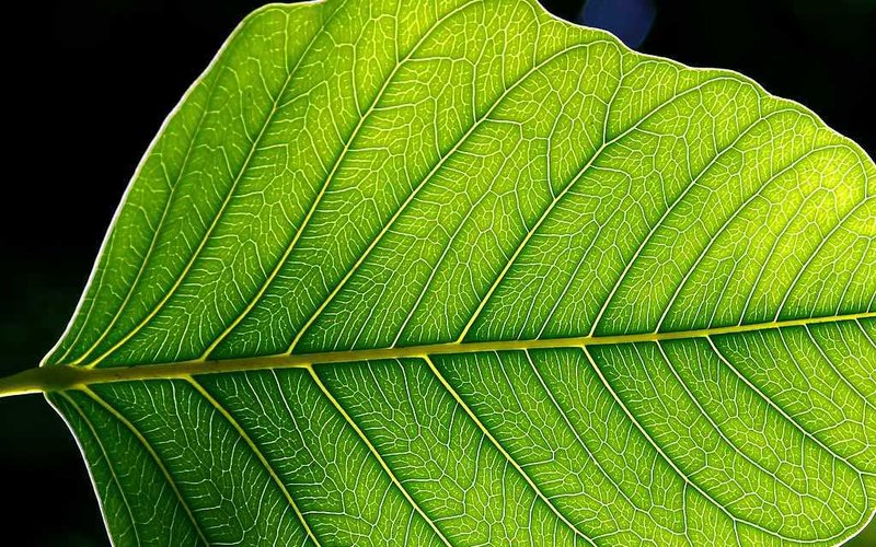Листья растения Nepenthes rajah выделяют липкий секрет, ловя насекомых весом до 12 граммов в кувшины