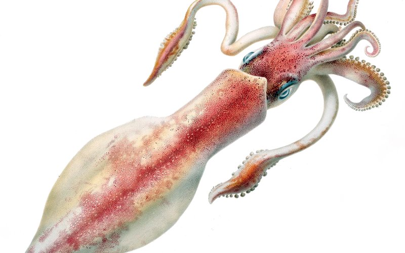 Кальмары Architeuthis dux имеют глаза размером с тарелку (27 см) — самые крупные в животном царстве.