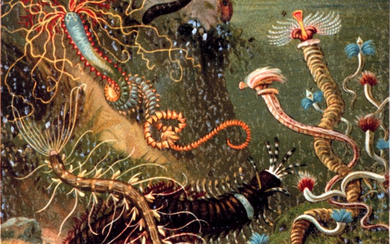 Червь Dracunculus medinensis прорывает кожу через 1 год после заражения и может быть длиной до 1 мет