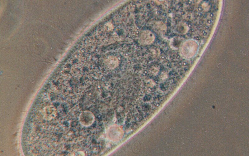 Парамеций Tetrahymena может заменить недостающий ген человека, если его вставить в её ДНК, что доказ